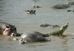 Ostafrika, Tanzania: Nilpferde und Krokodile 