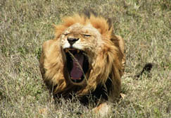 Ostafrika, Tanzania: Brüllender Löwe