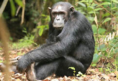 Ostafrika, Tanzania: Schimpanse
