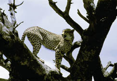 Ostafrika, Tanzania: Leopard im Baum
